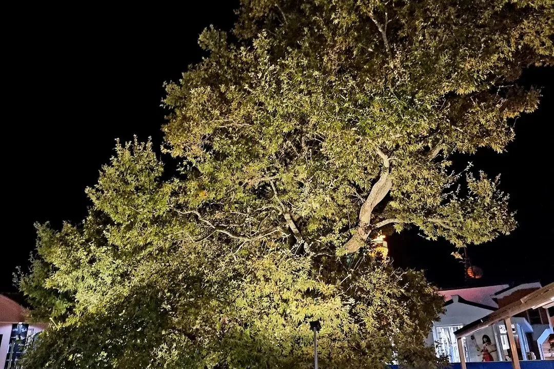 The ancient plane tree, the Chinar, in central Ohrid