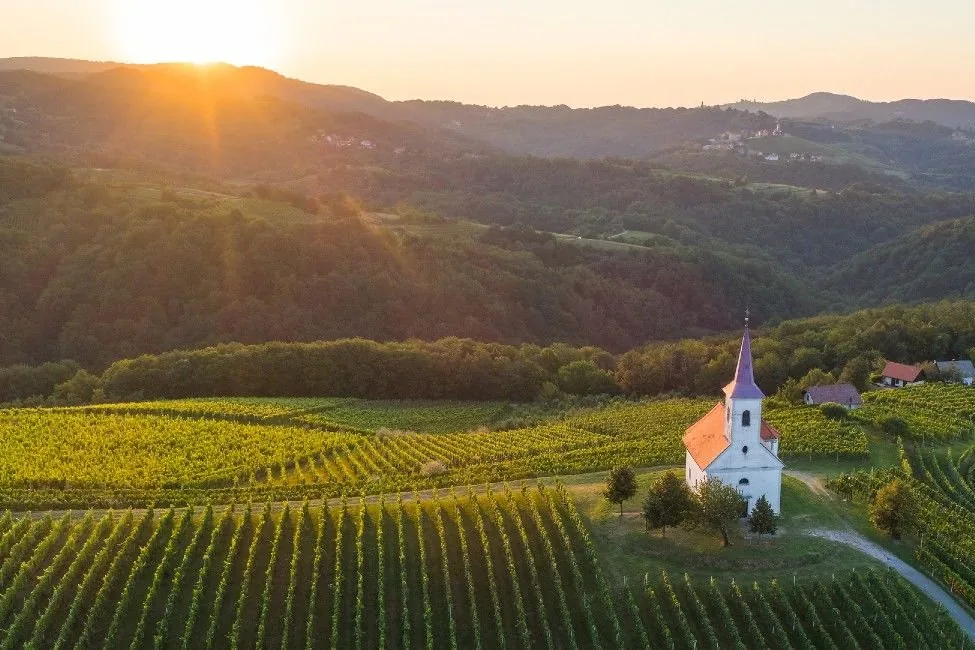 Vineyards and rolling hills in the Slovenian wine country